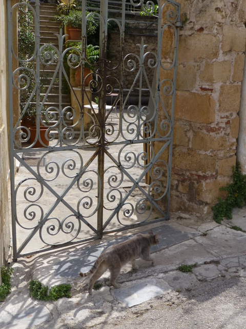 世界の猫 写真館 ギリシャ アテネ編_e0237625_13132634.jpg