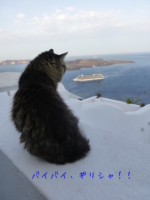世界の猫 写真館 ギリシャ アテネ編_e0237625_1321288.jpg
