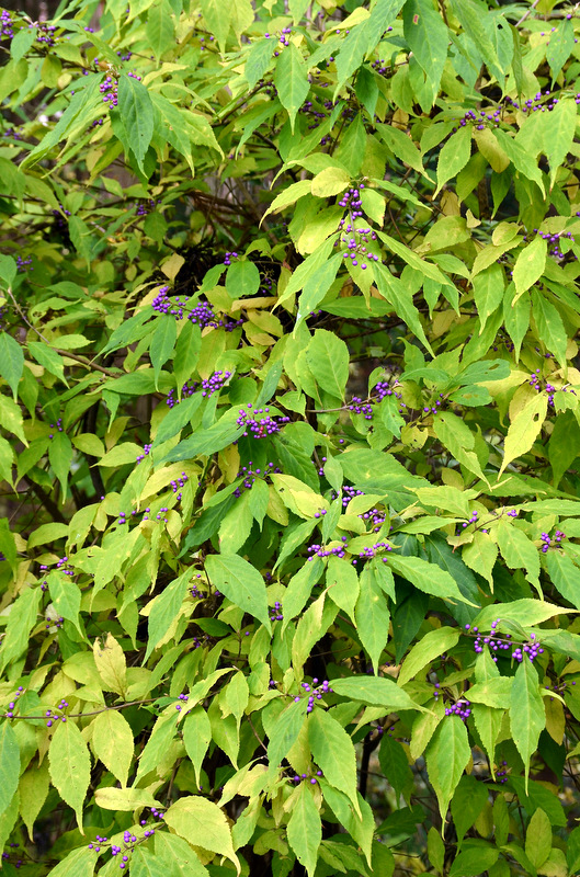 c0286530_2117553.jpg
