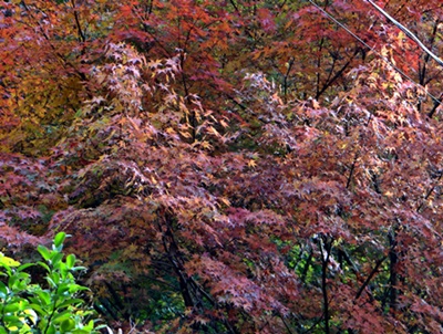 d0037233_14292772.jpg