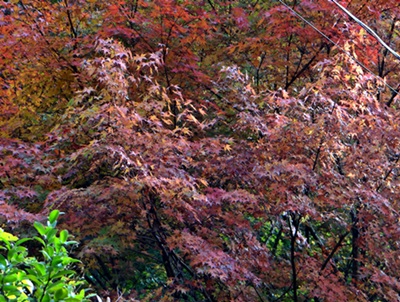 晩秋の群馬山里へ_d0037233_14292772.jpg