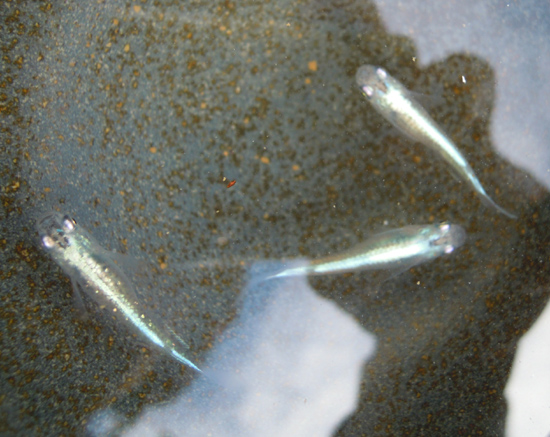 e0097534_15492742.jpg