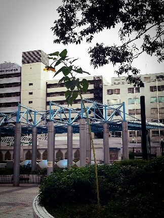 a0161036_22113987.jpg