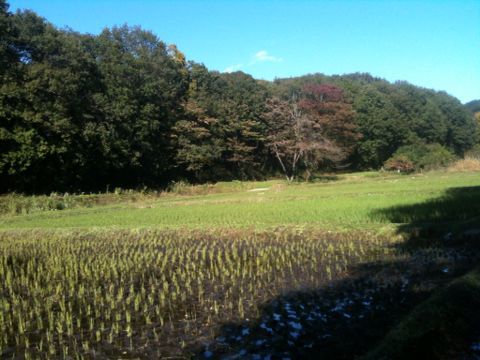 野山北・六道山公園(11月12日)_e0213636_17142513.jpg