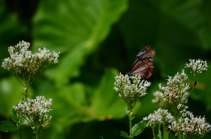 b0288942_8585360.jpg