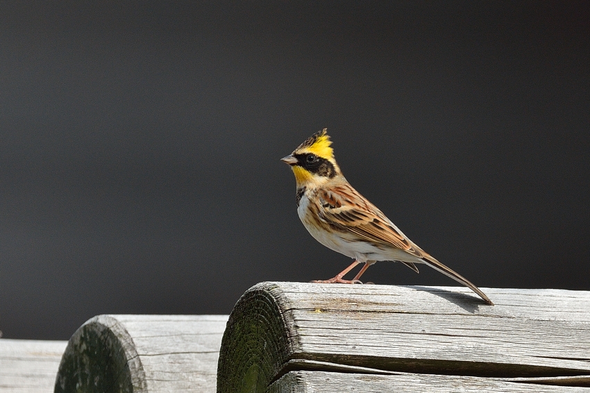 ミヤマホオジロ（Yellow-throated bunting）～2013.11_b0148352_23185794.jpg