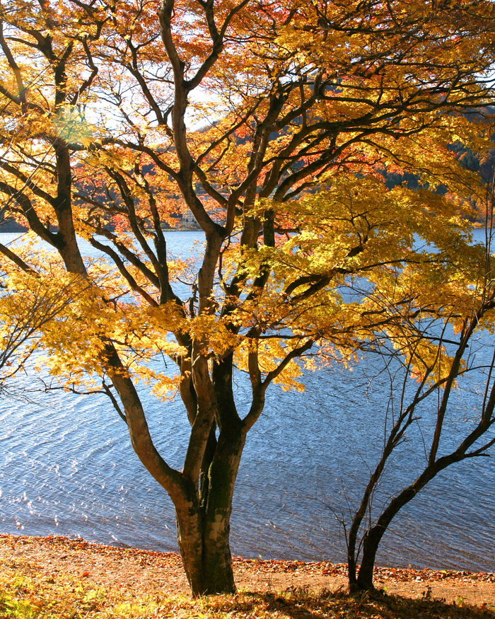 榛名湖畔の紅葉（11/11）_c0305565_17595757.jpg