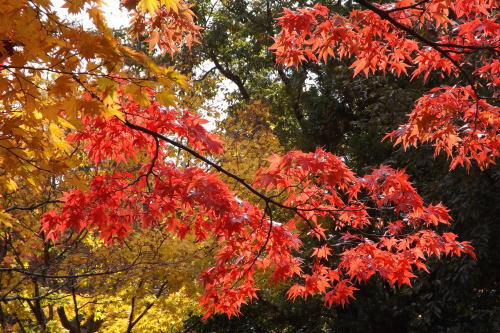 国立昭和記念公園（秋）＜四季折々＞_e0101172_2116914.jpg