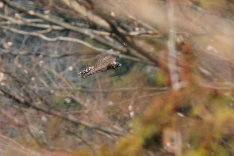 クマタカ幼鳥_f0053272_14513130.jpg