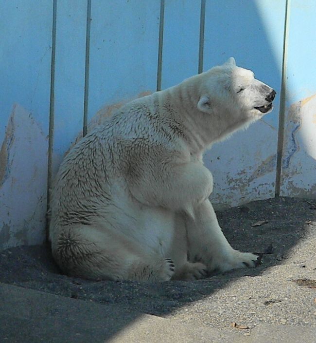 ツヨシとユキオの恋の季節_b0014576_651973.jpg