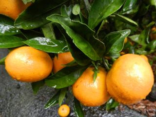 2013年11月12日 久しぶりに虹_b0098584_16155185.jpg