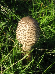 f0141785_11251100.jpg