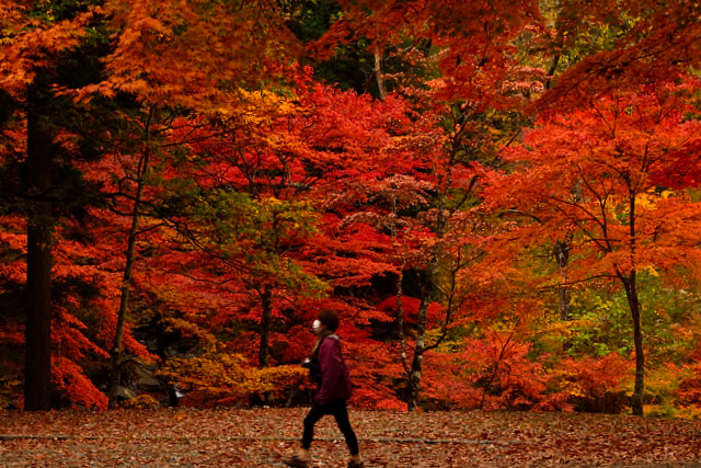 Colored Leaves Camp In 道志の森キャンプ場 Day Tripper Colored Leaves Camp In 道志の森キャンプ場 Day Tripper