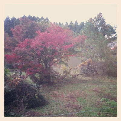 畑_e0330790_1865730.jpg