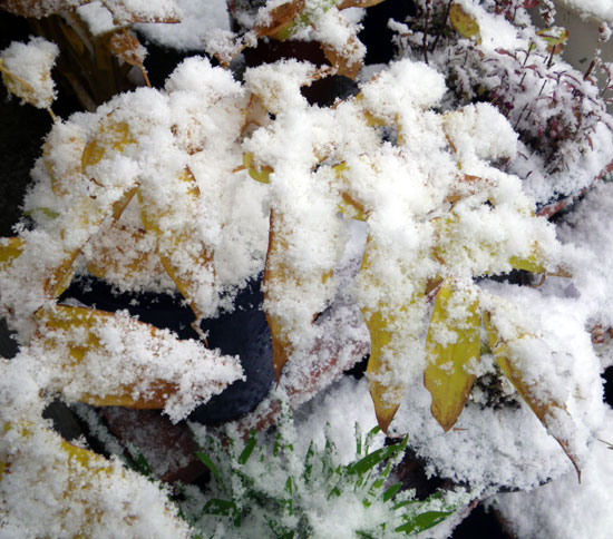 １１月の雪景色。 山草棚、 ヒメアケボノフウロソウなど_a0136293_1655166.jpg