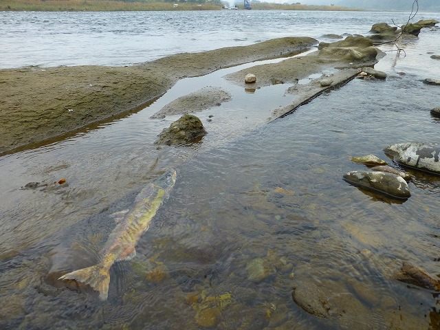 Salmon River Watching Part1 那珂川本流_e0202393_20274493.jpg