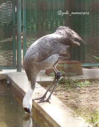 天王寺動物園　ナベヅルさん_f0297893_17445329.jpg