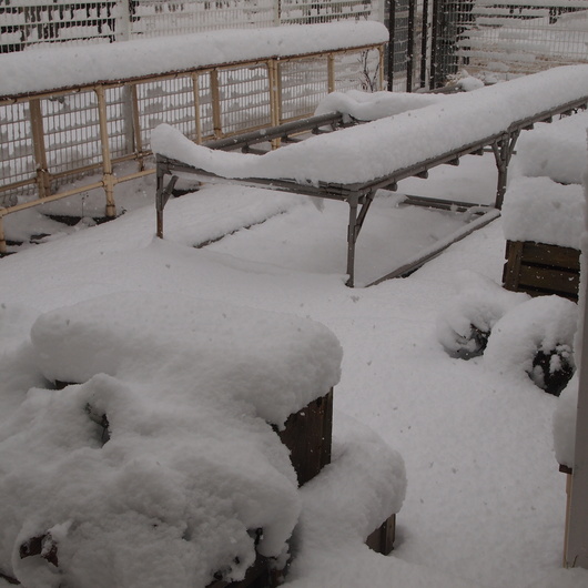 雪景色&ナスタチュームのタネ_a0292194_1094479.jpg