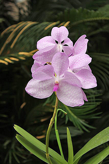 Vanda.coerulea delicata (バンダ;セルレア・デリカータ)_d0007501_858887.jpg