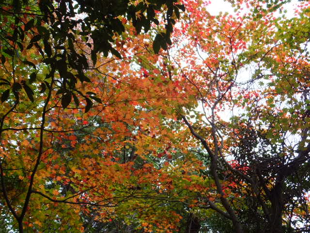 a0271502_16115142.jpg