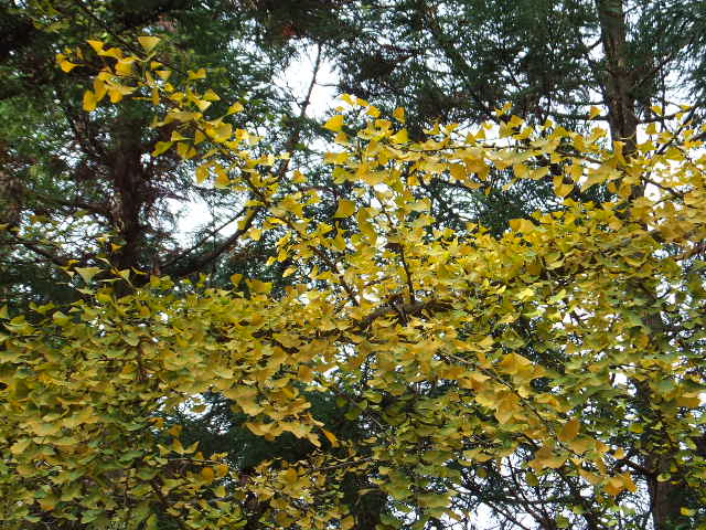 a0271502_16194062.jpg