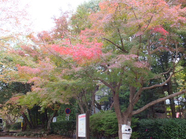 a0271502_1714440.jpg