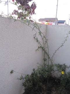 c0152002_9231644.jpg