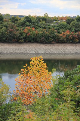 タウン内の紅葉_a0123003_9204282.jpg