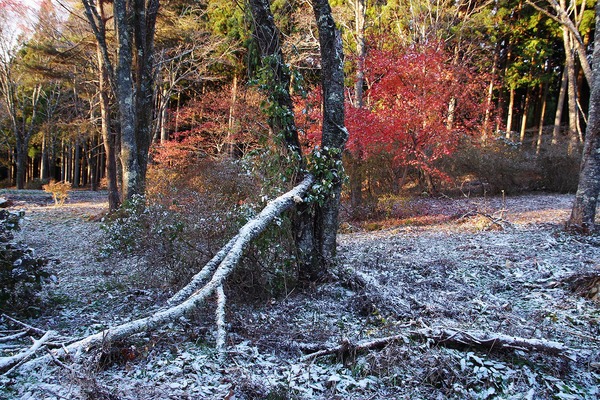 紅葉に雪_f0138305_10222791.jpg