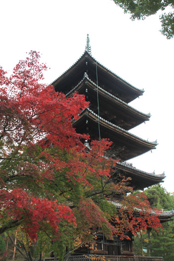 御室仁和寺 13紅葉だより10_e0048413_22323437.jpg