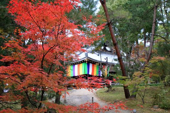 御室仁和寺 13紅葉だより10_e0048413_22324678.jpg