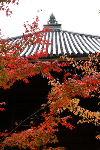 御室仁和寺 13紅葉だより10_e0048413_22332122.jpg