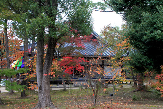 御室仁和寺 13紅葉だより10_e0048413_22333726.jpg