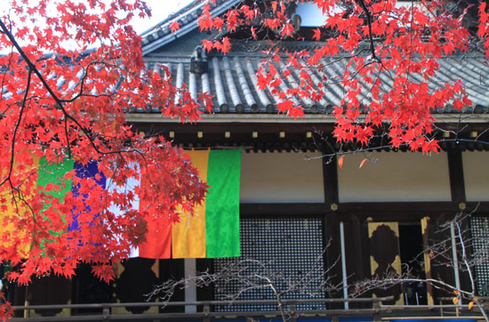 御室仁和寺 13紅葉だより10_e0048413_22335659.jpg