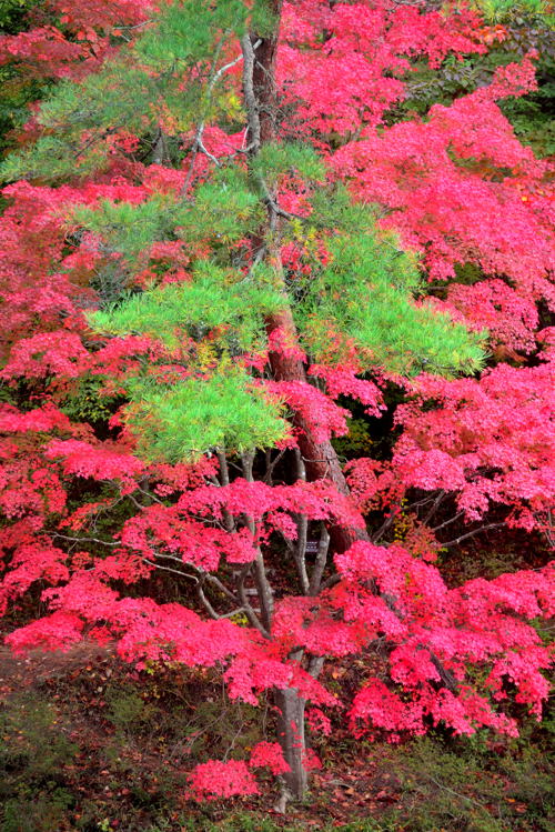 森林植物園紅葉Ⅱ_d0247114_15504746.jpg