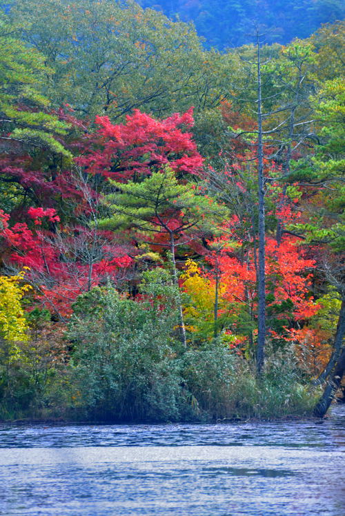 森林植物園紅葉Ⅱ_d0247114_15531272.jpg