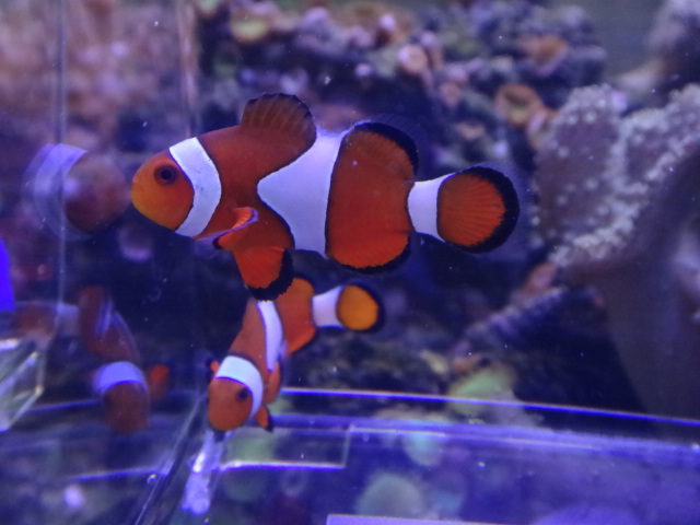 131113 海水魚・水草・エビ_f0189122_1234413.jpg