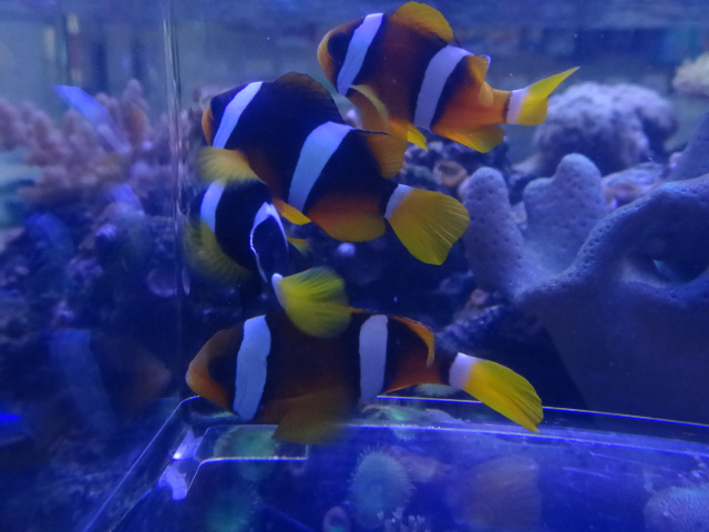 131113 海水魚・水草・エビ_f0189122_12352333.jpg