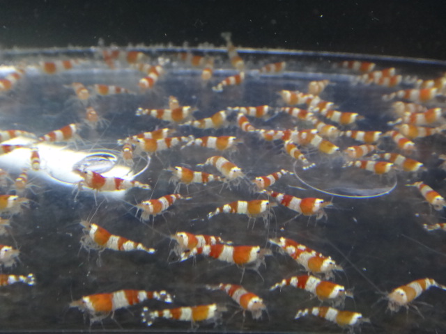 131113 海水魚・水草・エビ_f0189122_12445547.jpg
