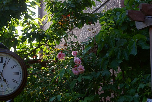 f0170524_2020076.jpg