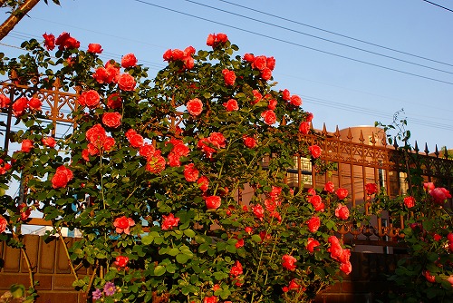 f0170524_20234319.jpg