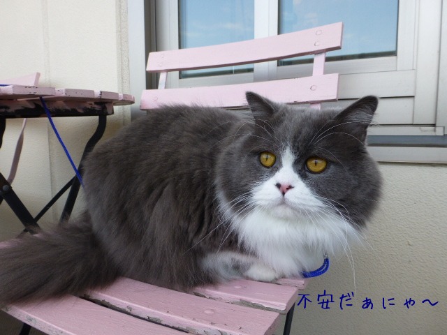 冬になる前に_e0237625_17533478.jpg