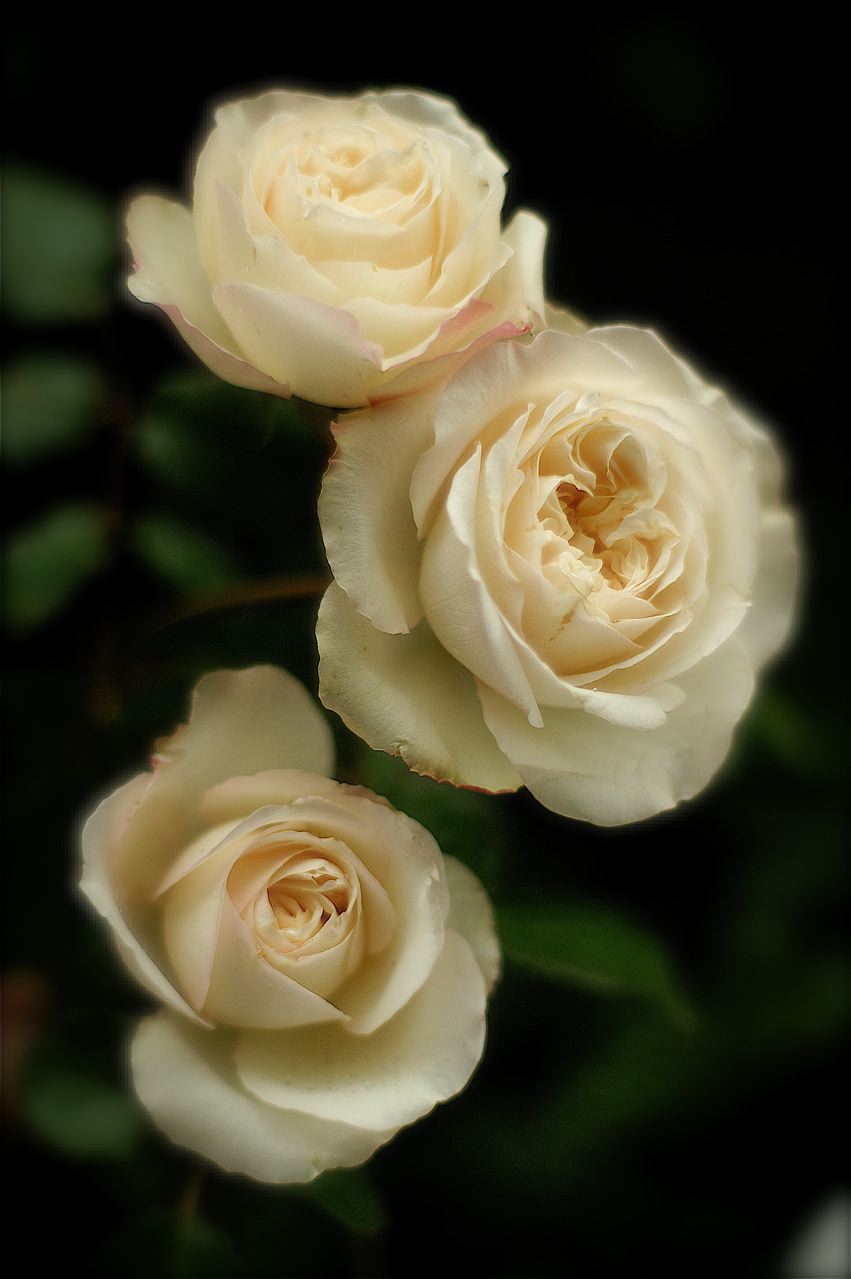 e0044929_15123195.jpg