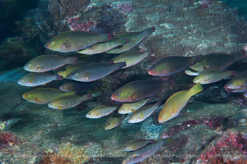 ブダイ幼魚の混遊_b0186442_13153674.jpg