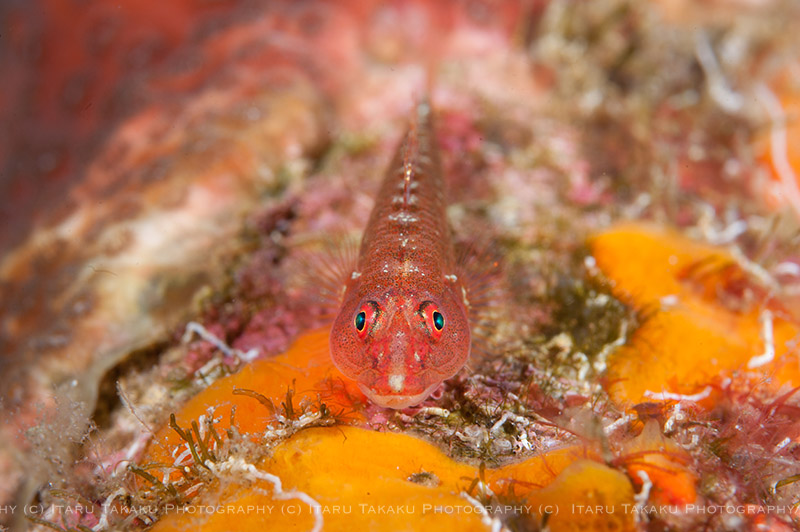 ブダイ幼魚の混遊_b0186442_13293947.jpg