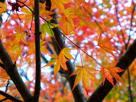 神戸市立森林植物園の紅葉_c0057946_19495028.jpg