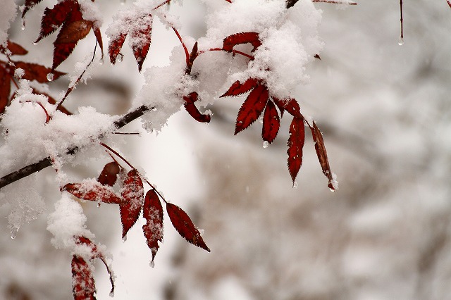 紅葉と初雪　１０_c0155950_20283477.jpg