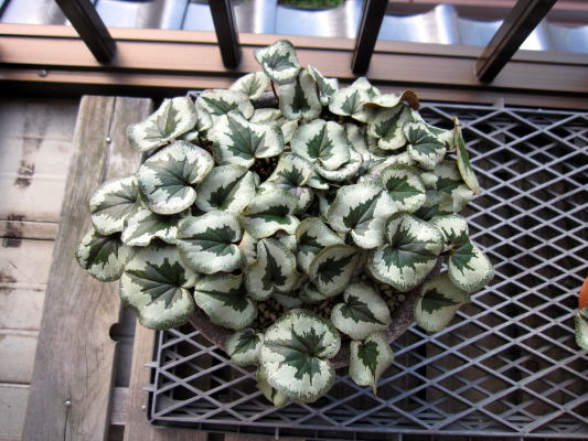 c0147952_228899.jpg