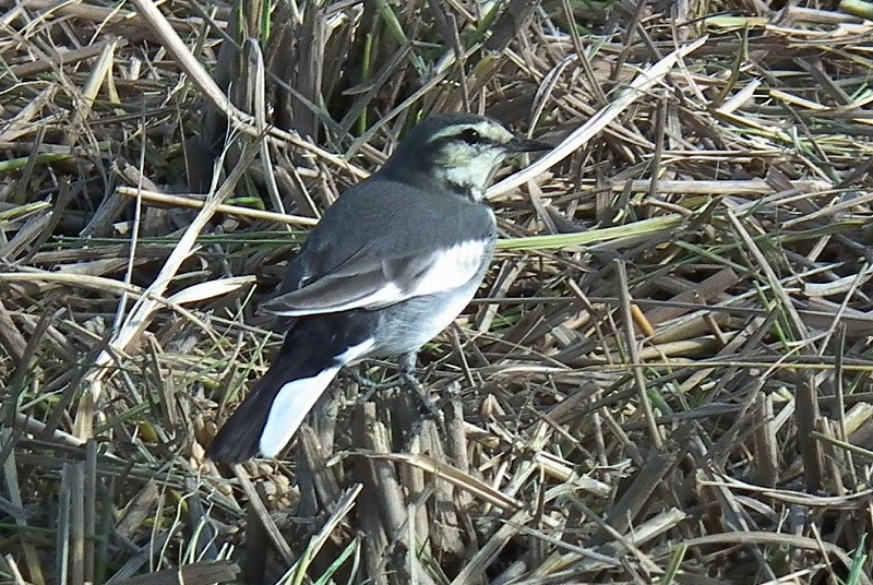 a0018655_20315422.jpg