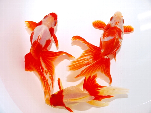 金魚 新入荷 大森町水族館